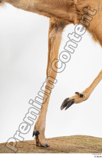 Deer Doe 2 leg 0031.jpg